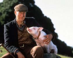 ‘Babe’ star James Cromwell rescues a real-life pig who escaped from meat truck