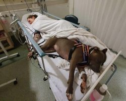 Service pit bull saves her owner’s life, then loyally waits by her hospital bedside