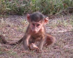 Baby baboon falls into lion’s lap – lion’s reaction has the whole world stunned