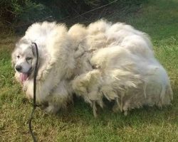 Dog was locked in barn for 6 years — now see his transformation after he gets a haircut