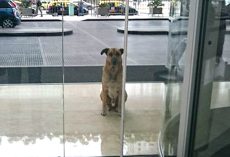 Flight attendant adopts stray dog who won’t quit waiting for her outside hotel