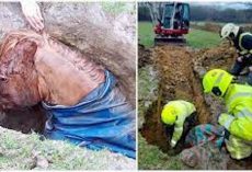 Fire crew comes to the rescue of horse who was trapped in sinkhole