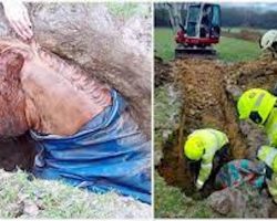 Fire crew comes to the rescue of horse who was trapped in sinkhole