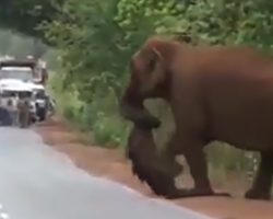 Weeping elephants mourn a lost baby in a funeral march like humans