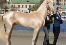 Meet the horse that looks like it’s been dipped in gold – and is called “the world’s most beautiful”