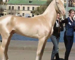 Meet the horse that looks like it’s been dipped in gold – and is called “the world’s most beautiful”