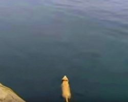 The dog disappears for hours each day – then he jumps into the water and reveals his secret