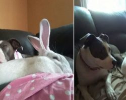 Pit bull rescued from dog fighting ring becomes unlikely best friends with giant rabbit