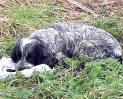 Cyclist sees a deserted dog with a plastic bag in its mouth, what’s inside sends shivers down his spine