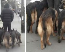 Unleashed dogs obediently follow owner – but a closer look reveals all may not be as it seems
