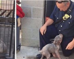 Rescued pup sad at shelter – just watch her reaction when she meets firefighter who saved her