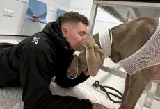Owner left with $20,000 vet bill refuses to let dog die, raises money to save her life