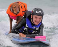 Beloved Therapy Dog Surf Dog Ricochet Leaves Behind A Lasting Legacy Of Love