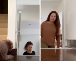 Sneaky Dog Always Scares Mom, Switches Sides To Catch Her Off Guard