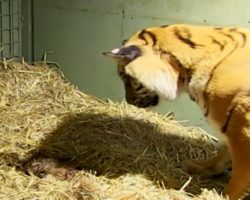 Tigers incredible motherly instincts kick in to save lifeless cub