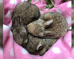 Baby rabbits saved from danger thank rescuers by forming a ‘heart’