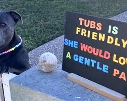Adorable Staffordshire Terrier Just Wants To Be Petted So Her Mom Puts Up A Sign