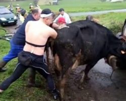 Cow struggles to give birth to breech baby, bikers step in