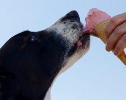 DIY Ice Cream for Dogs