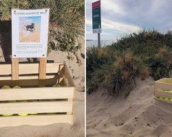 ‘In loving memory of Bruce’: woman sets up tennis ball stand at beach as tribute to late dog