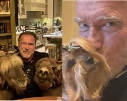 Arnold Schwarzenegger self-isolates with his dog, pony and donkey, makes fun coronavirus PSAs
