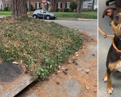 Firefighters rescue dog trapped in storm drain: ‘Teamwork makes the dream work’