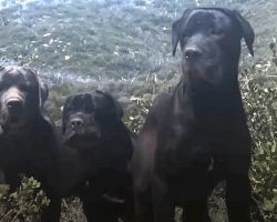 She Hiked A Mountain Every Day For A Month To Gain The Trust Of 3 Abandoned Dogs