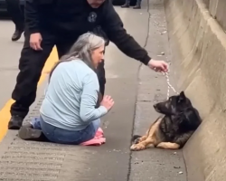 Woman Jumps Onto Freeway To Save Loose German Shepherd Dog Who Got Hit By A Car