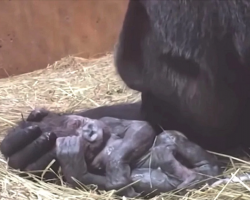 Pregnant Gorilla Gives Birth, Then Does The Most ‘Humanlike’ Thing To Her Baby
