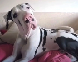 Mom Forgot To ‘Cuddle’ Her Great Dane In The Morning, So He Raised A Complaint