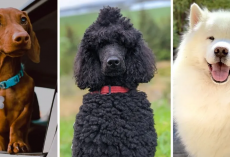 Pawsitively Mind-Blowing: Cool new video explains the mystery of where the huge variety of dog breeds came from