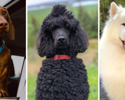 Pawsitively Mind-Blowing: Cool new video explains the mystery of where the huge variety of dog breeds came from