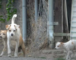 A Dog Family Was Dumped On The Street To Fend For Themselves