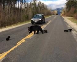 Cop stumped when bear refuses to move, looks closer and acts fast