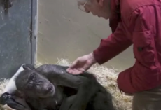 59-year-old chimp is sick and refuses to eat: Look now when she makes eye contact with the friend who raised her