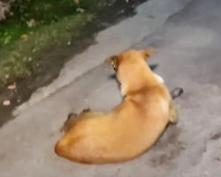 Street Dog Faced Away Hiding Her Woes Anytime Someone Came Around