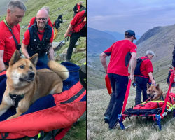 Rescue team saves exhausted, injured dog who climbed England’s highest mountain
