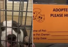 With Only Two Pit Bulls Left At Shelter, Man Works Overtime To Help Them Find Homes