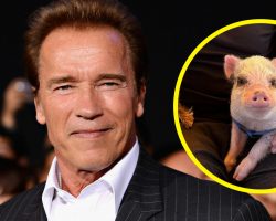 Arnold Schwarzenegger has an adorable pet pig: meet Schnelly