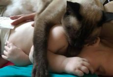 Cat has lived on street her whole life – now watch when she tries to save newborn baby