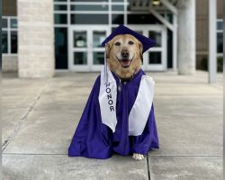 Loyal service dog graduates with honors after helping owner through middle school