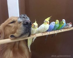 Golden Retriever, Hamster and Eight Birds Are The Most Unusual Best Friends Ever