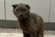 Meet Buddy, the stray cat who was almost put down before he bounced back