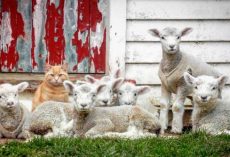 Meet Steve, the Cat That Thinks He’s A Lamb