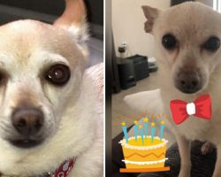 21-year-old Chihuahua TobyKeith reclaims title as world’s oldest living dog