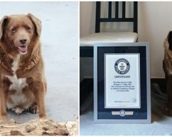 30-year-old dog named Bobi sets world record as the oldest dog ever
