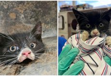 8-week-old kitten rescued after getting trapped in frame of truck