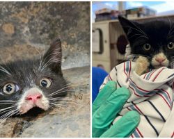 8-week-old kitten rescued after getting trapped in frame of truck