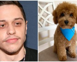 Pete Davidson mourns death of beloved family dog Henry: “He saved our lives”