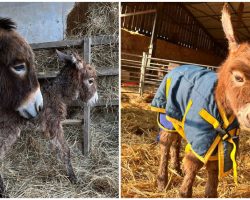 Mother donkey cries in distress after her baby was stolen from farm — reward offered to reunite them